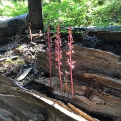 Pacific coralroot thumbnail 3