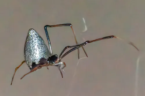 American Dewdrop Spider
