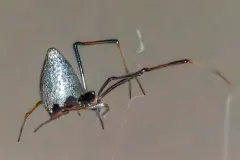 American Dewdrop Spider thumbnail 1