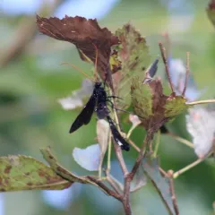 Thyreodon atricolor thumbnail 3