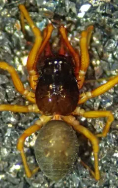 Hook-toothed Money Spider thumbnail 4
