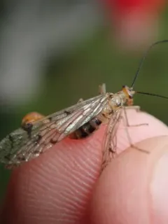 Clouded Scorpionfly thumbnail 4