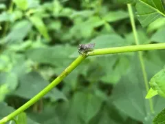 Microcentrus caryae thumbnail 3