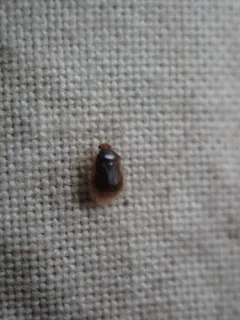American Bracken Bug thumbnail 2