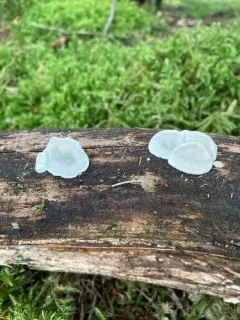 Cyanosporus populi thumbnail 3