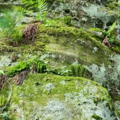 rock firmoss thumbnail 2