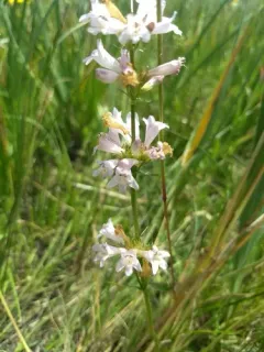 western whiteflower beardtongue thumbnail 4
