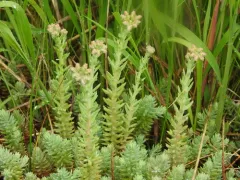 Petrosedum orientale thumbnail 1