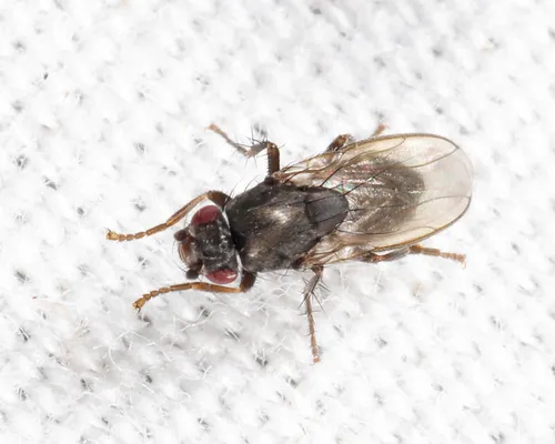 Leptocera caenosa