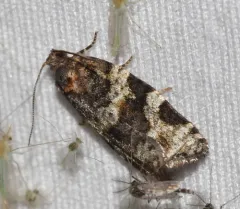 Fall Spruce Needle Moth thumbnail 2
