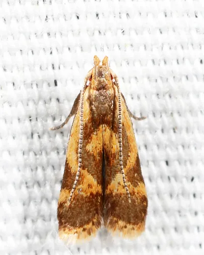 Least Dichomeris Moth