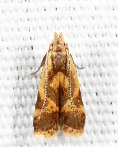 Least Dichomeris Moth thumbnail 1