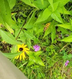 Virginia Giant Hover Fly thumbnail 4