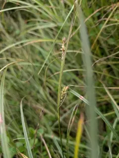 hairy sedge thumbnail 4