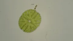 Micrasterias thomasiana thumbnail 1