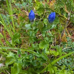 Broad-petal Gentian thumbnail 3