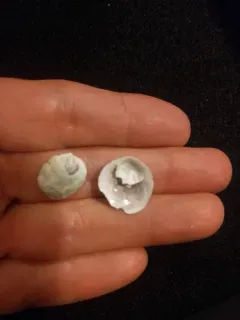 Pacific Half-slipper Snail thumbnail 2