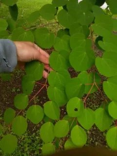 katsura tree thumbnail 3