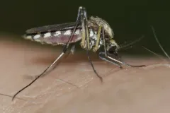 Northern Floodwater Mosquito thumbnail 2