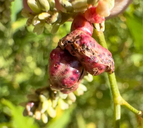 Melanopsichium pennsylvanicum
