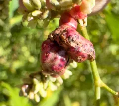 Melanopsichium pennsylvanicum thumbnail 1