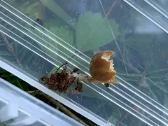 Sagaranella tylicolor thumbnail 4