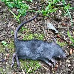 Black Rat thumbnail 2
