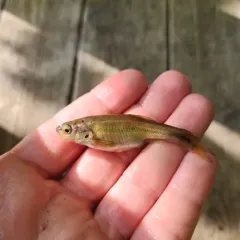 Finescale Dace thumbnail 2