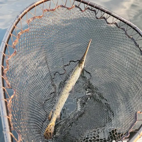Longnose Gar