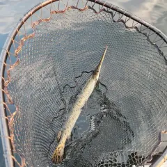 Longnose Gar thumbnail 1