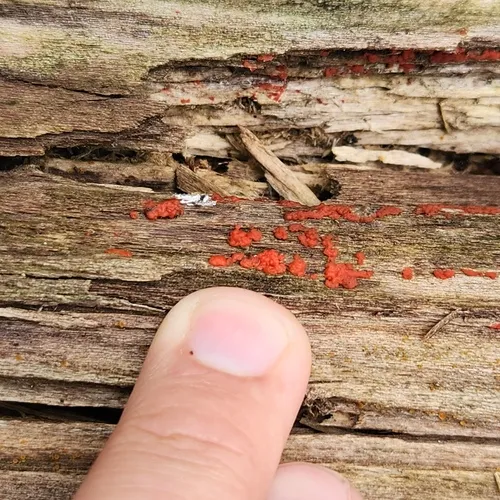 Tulasnella aurantiaca