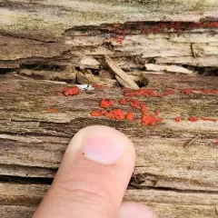 Tulasnella aurantiaca thumbnail 1