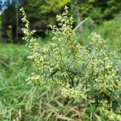 Sawtooth Wormwood thumbnail 4