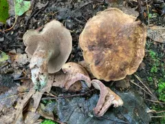 Hydnellum ioeides thumbnail 4