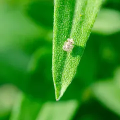 Chrysanthemum Lace Bug thumbnail 2