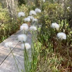 tussock cottongrass thumbnail 2