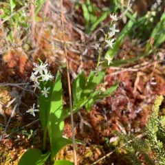 three-leaved false Solomon’s seal thumbnail 2