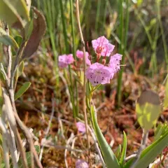 Swamp Laurel thumbnail 2