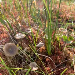 sphagnum greyling thumbnail 3