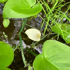 marsh calla thumbnail 2