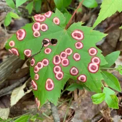 Ocellate Gall Midge thumbnail 2