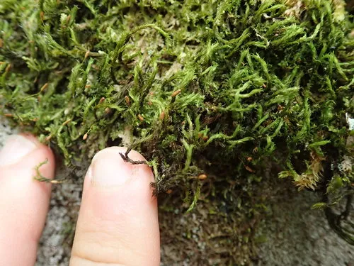 Spreading-leaved Grimmia