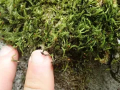 Spreading-leaved Grimmia thumbnail 1
