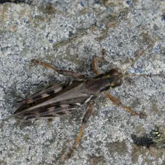 Bruner's Spur-throat Grasshopper thumbnail 4