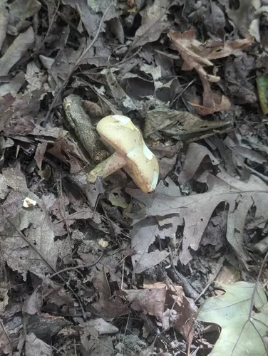 Caloboletus inedulis