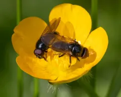 Buttercup Blacklet thumbnail 2