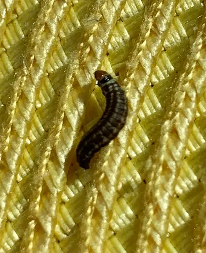 American Sunflower Moth