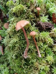 Laccaria striatula thumbnail 4