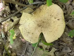 Cortinarius subpulchrifolius thumbnail 2