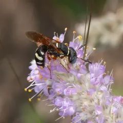 Flat-collared Beewolf thumbnail 2